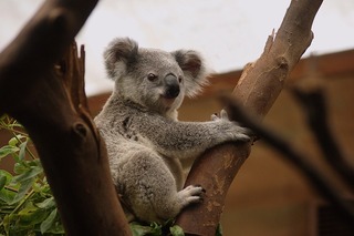 koala in a tree