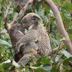 female koala bear Nooka with femal baby joey 