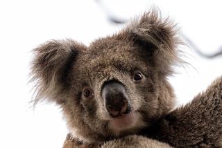 koala bear face