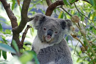 koala bear in a tree