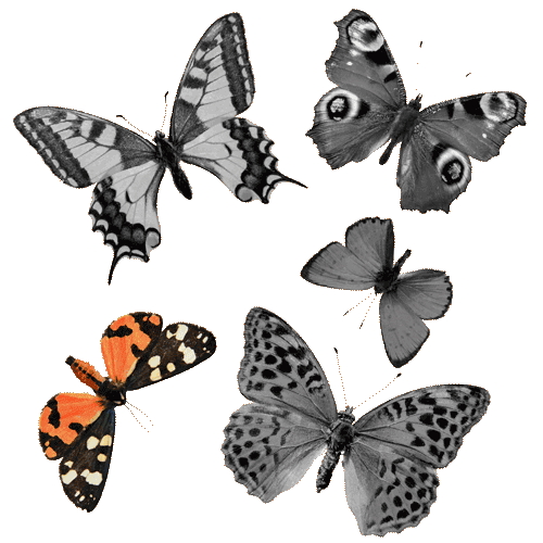 butterfly animation