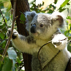 male adult koala, Grant