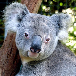 female adult koala Miffy