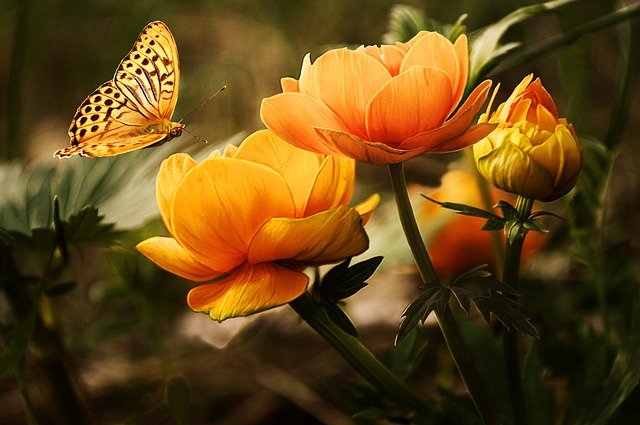 image of a pretty butterfly flying near tulips.