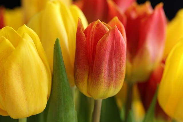 image of tulip flowers of various colors.