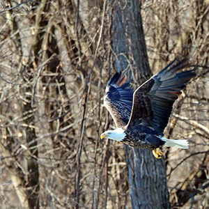 image of a bald eagle1