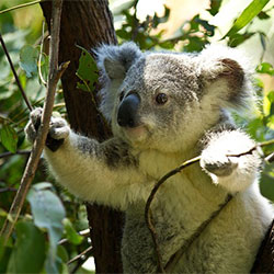 Grant, male adult koala