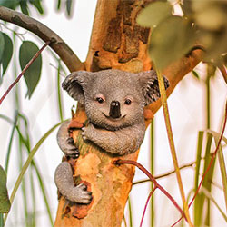 Jimmy, male joey koala