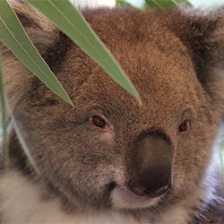 kalie, female adult koala