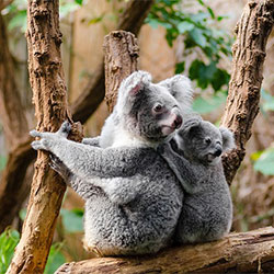 lucy, female adult koala with baby joey