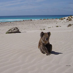 niley, male adult koala