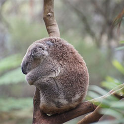 nooka, male adult koala
