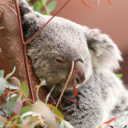 talhi, female adult koala
