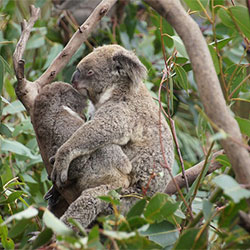 yani, female adult koala with baby joey