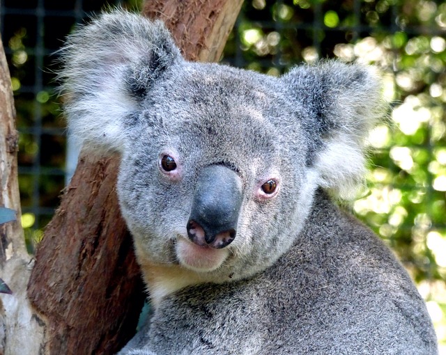 picture of koala bear