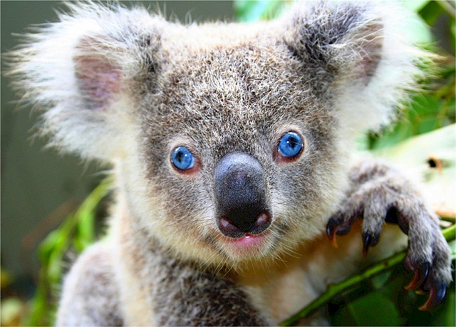 Koala bear with blue eyes