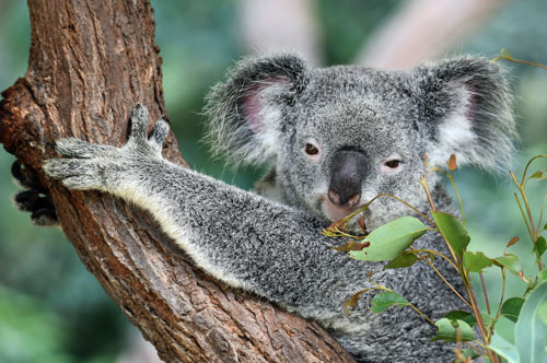 koala bear that is eating.