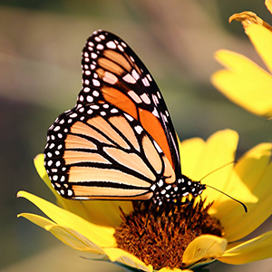 butterfly