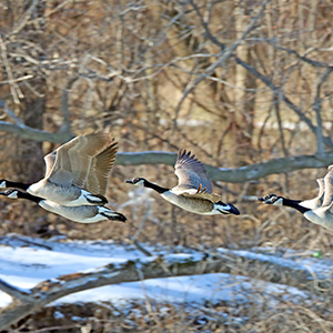 geese